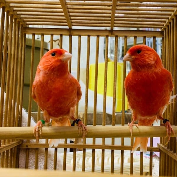 きれいな色の赤カナリアさん入舎です! きれいな色の赤カナリアさん入舎です!