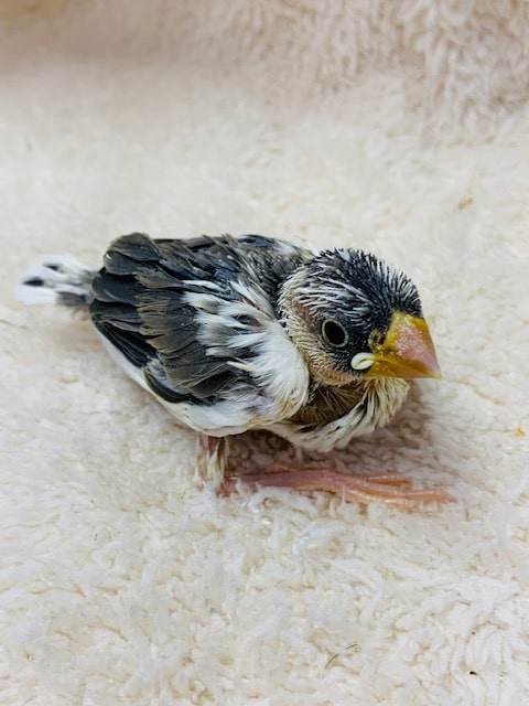 白文鳥のヒナが入舎しましたよ♪