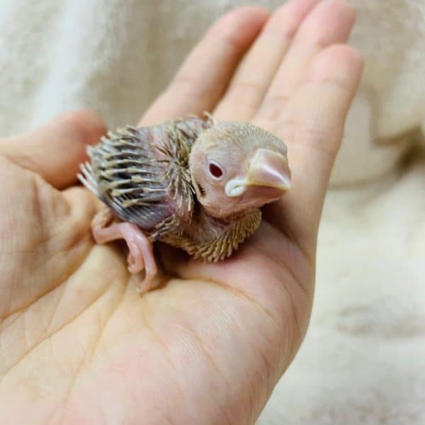 大人気のシナモン文鳥がきましたよ！