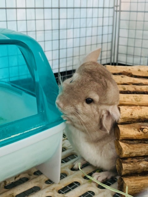 すみっこ大好き！シナモンチンチラさん