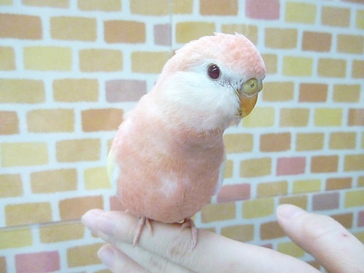 アキクサインコ　ルビノー　１１月８日