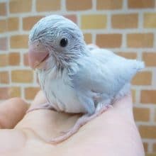 手乗りマメルリハ　アメリカンホワイト　男の子 ２０１９年１１月１日撮影