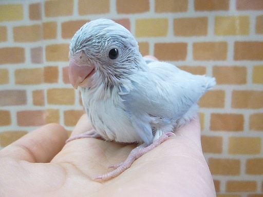 手乗りマメルリハ　アメリカンホワイト　男の子 ２０１９年１１月１日撮影