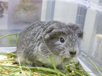 アメリカンクレステッドモルモット　２０１９年１１月６日撮影