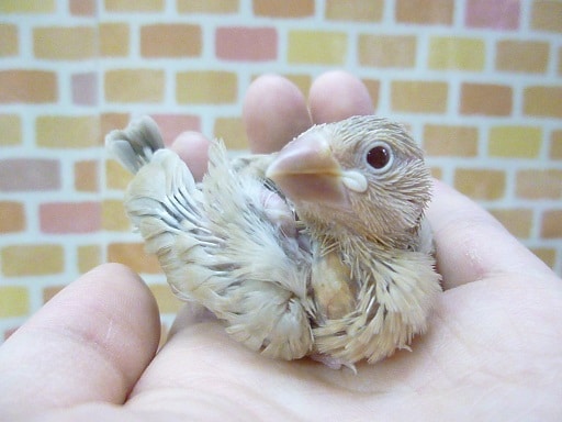 手乗りシナモン文鳥　ヒナ　１１月３日