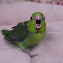 食いしん坊！マメルリハ　ノーマル　男の子　2019.11/1入舎