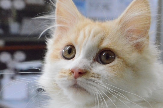 人懐っこさは誰にも負けない！ミヌエットの男の子　最新動画更新！