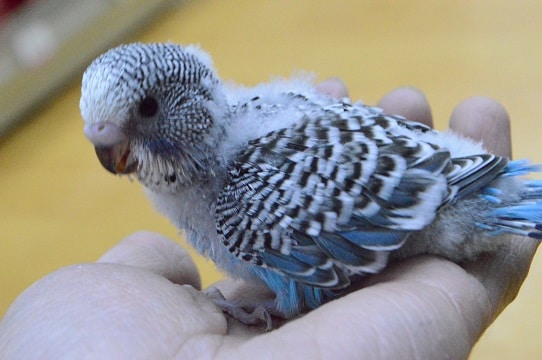 大人気のジャンボセキセイ入舎しました。