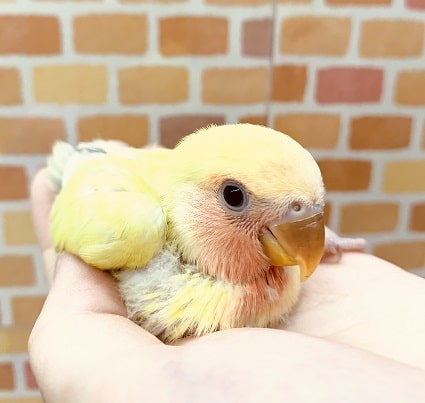 手乗りコザクラインコ　ゴールデンチェリー　11月26日撮影