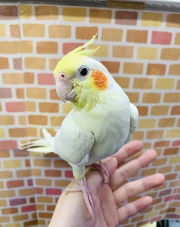 手乗りオカメインコ　ルチノー　1月１６日撮影