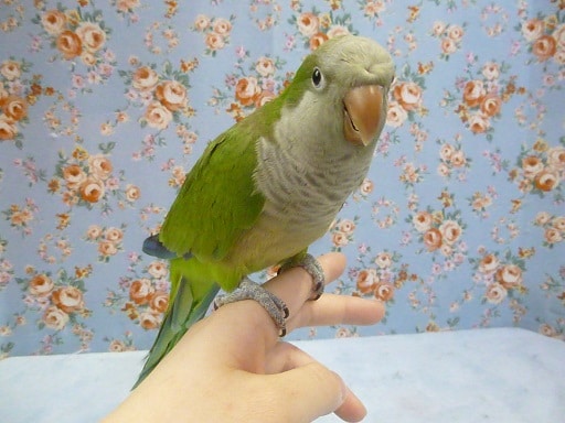 手乗りオキナインコ　ノーマル　３月２８日撮影