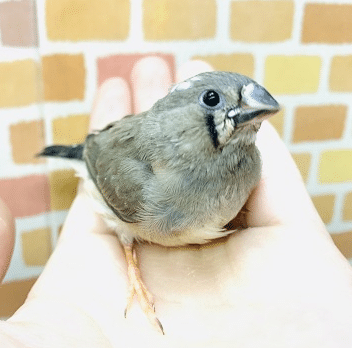 手乗りキンカチョウ　１２月２８日