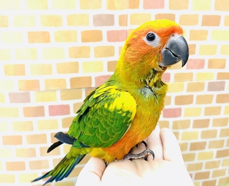 コガネメキシコインコ２０１９年１０月生まれ