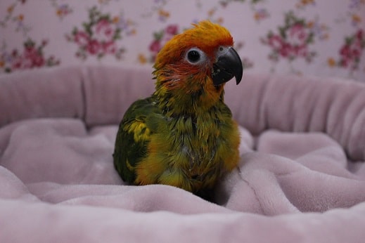 久しぶりに!!　コガネメキシコのひな　2019.12/3入舎