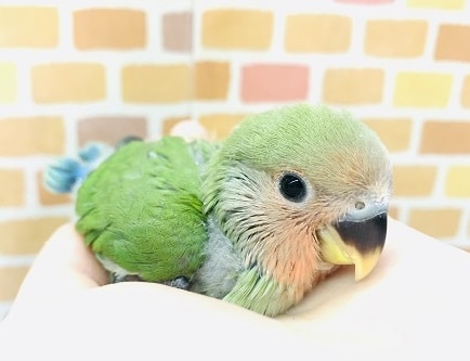 手乗りコザクラインコ　ノーマル　１２月１５日撮影