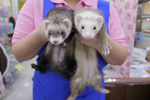 流山店・新松戸店合同！！マーシャルフェレットフェア開催中！