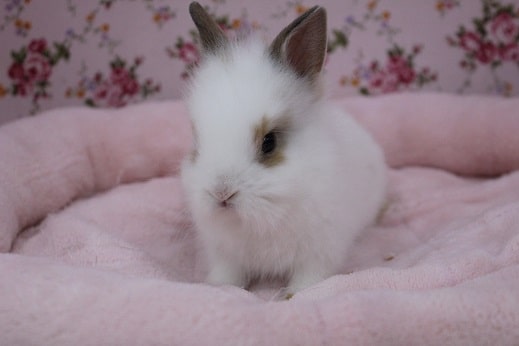 模様がステキ！ライオンラビット 2019.12/17入舎