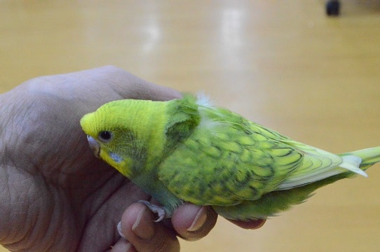 巻きが弱い羽衣セキセイインコ入舎しました。