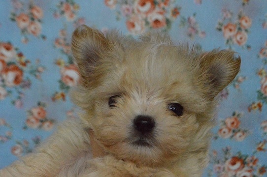 ＭＩＸ犬（マルチーズ×チワワ）男の子入舎しました。