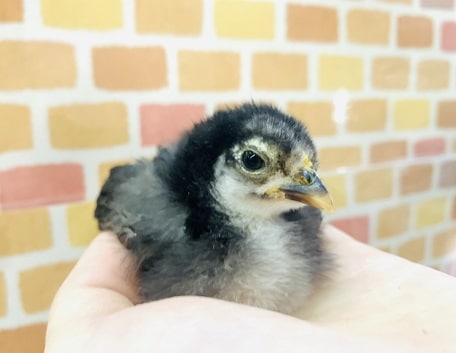 ゴイシチャボ　ヒナ　１２月５日撮影