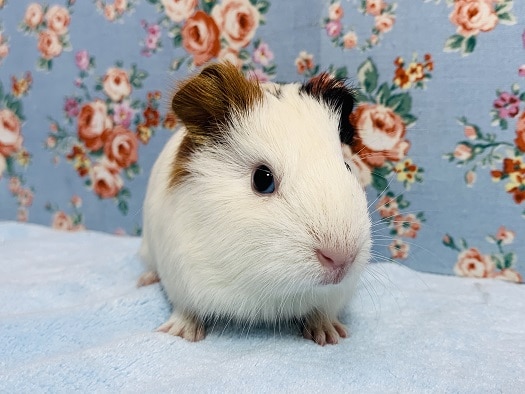 イングリッシュモルモット　女の子　１２月９日