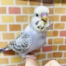 手乗りジャンボセキセイインコ　ヒナ　12月10日撮影