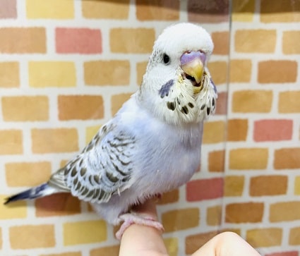 手乗りジャンボセキセイインコ　ヒナ　12月10日撮影