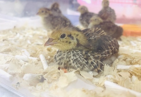 ウズラ　ヒヨコ　入舎しました！