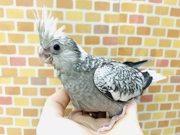 オカメインコ　ホワイトフェイスパール２０１９年１２月３０日撮影