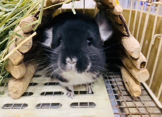 ブラックパールのチンチラさん♪