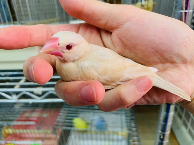 シナモン文鳥さんが羽根が生えそろいましたよ！