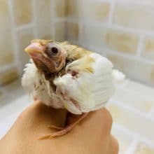 白い十姉妹さんが入舎しました！