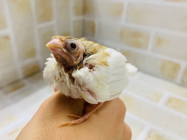 白い十姉妹さんが入舎しました！