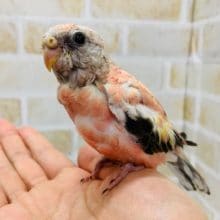 ローズアキクサインコが大きくなりました♪