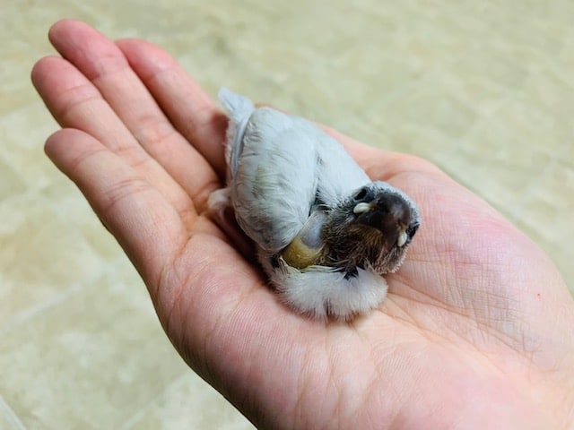 人気のシルバー文鳥さん入舎！！