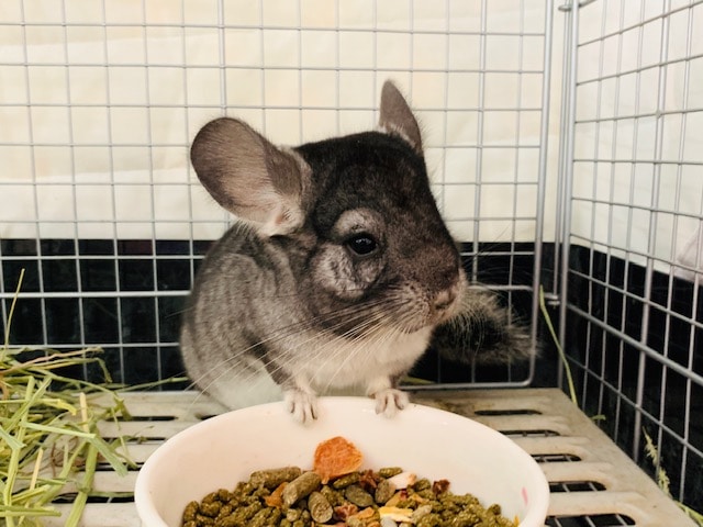 スタンダードグレーのチンチラさん入舎です☆