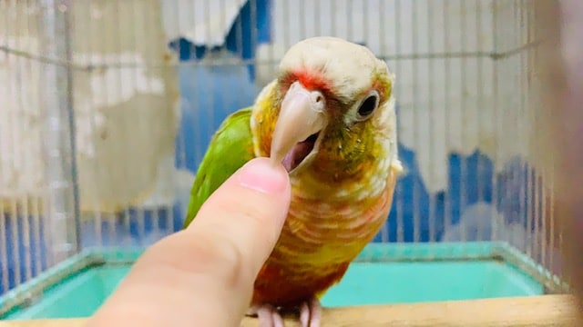 手に包まれたい欲が強いホオミドリアカオウロコインコのパイナップルいます！