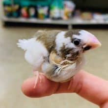 手乗りの十姉妹さん！！