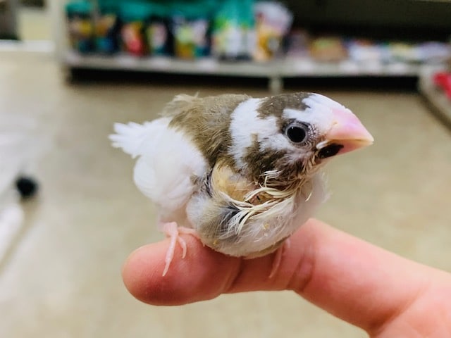 手乗りの十姉妹さん！！