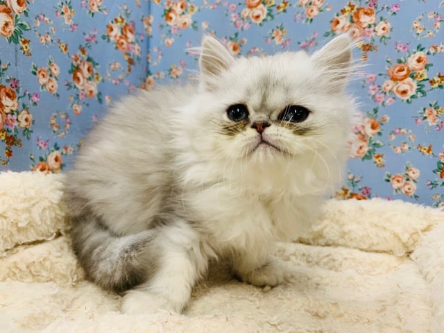 可愛いつぶれ顔のチンチラさん入舎しました♪