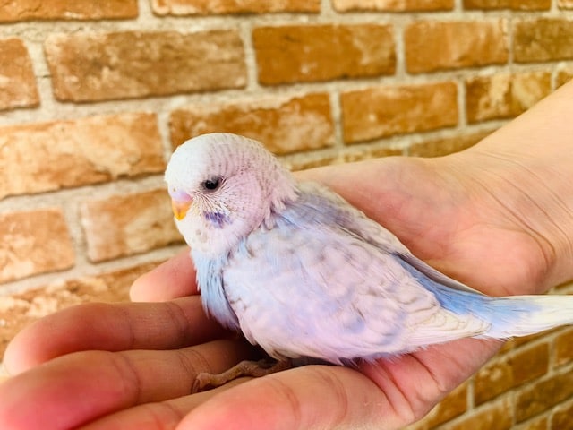 お問い合わせが多いジャンボセキセイインコさんが入舎！