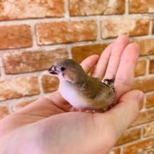 食欲旺盛なキンカチョウさん入舎！