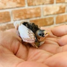 十姉妹の雛ちゃんが入りました！