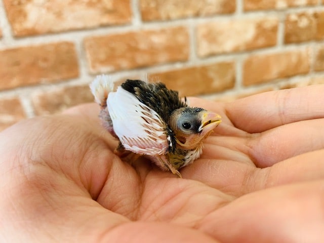 十姉妹の雛ちゃんが入りました！