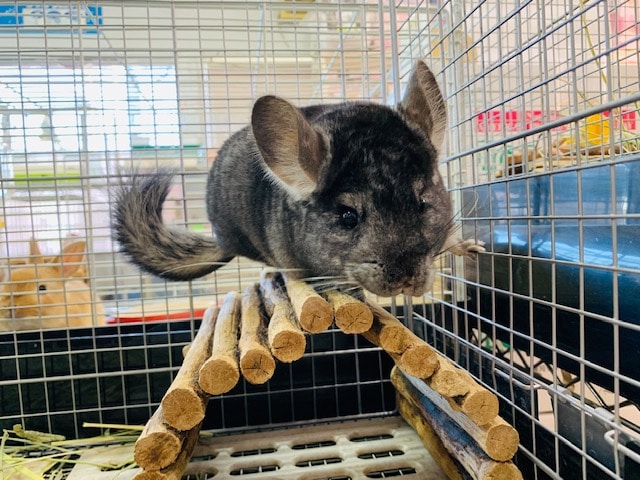 画像更新！ノーマルカラーのチンチラさん♪