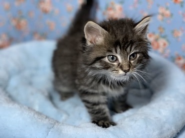 ノルウェージャンフォレストキャット２０１９年１０月２６日生まれ