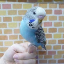 手乗りジャンボセキセイインコ　ブルー　ヒナ餌卒業済　１月２９日