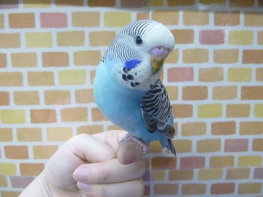 手乗りジャンボセキセイインコ　ブルー　ヒナ餌卒業済　１月２９日