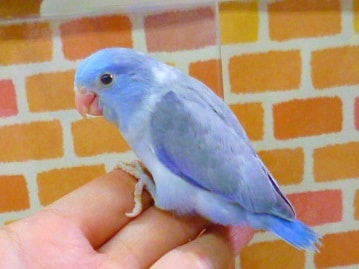 マメルリハ　コバルトパイド　２０２０年１月１７日撮影