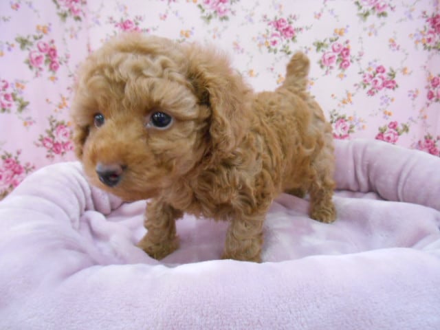 トイプードル　女の子　入舎